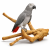 Java Multibranch L – Naturalna Żerdź dla Papug  od ParrotPlanet.pl