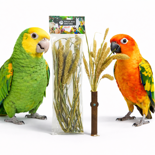 Bouquet d’Épis de Setaria Back Zoo Nature | Bouquet de Céréales Setaria | pour Tous les Perroquets 30 g ParrotPlanet.fr