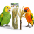 Bouquet d’Épis de Setaria Back Zoo Nature | Bouquet de Céréales Setaria | pour Tous les Perroquets 30 g ParrotPlanet.fr