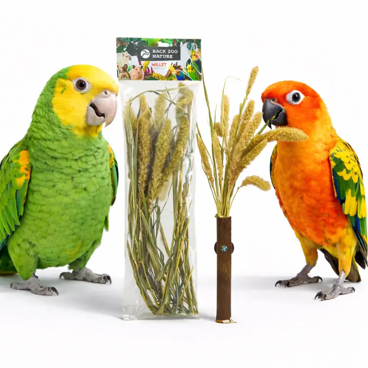Bouquet d’Épis de Setaria Back Zoo Nature | Bouquet de Céréales Setaria | pour Tous les Perroquets 30 g ParrotPlanet.fr