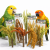 Back Zoo Nature – Bouquet de millet rouge naturel pour perroquets 150 g ParrotPlanet.fr
