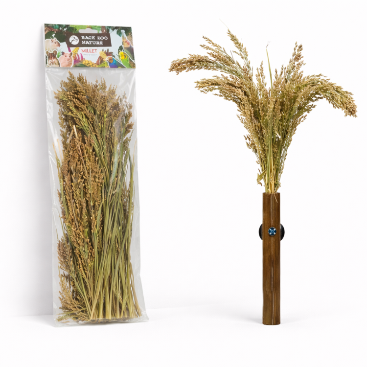 Épis de Panicum en Bouquet Back Zoo Nature | Bouquet de Millet | Friandise Naturelle pour Tous les Perroquets 40 g ParrotPlanet.fr