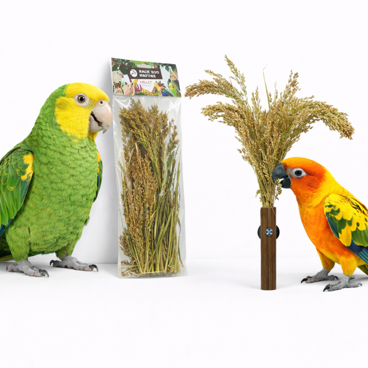Épis de Panicum en Bouquet Back Zoo Nature | Bouquet de Millet | Friandise Naturelle pour Tous les Perroquets 40 g ParrotPlanet.fr