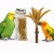 Millet Italien en Bouquet Back Zoo Nature | Bouquet de Setaria | Friandise Naturelle pour Tous les Perroquets 50 g ParrotPlanet.fr