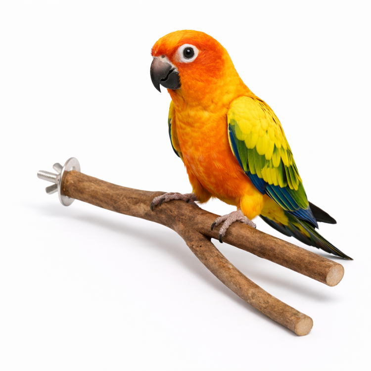 Żerdź Y - naturalna dla papug - rozmiar S - 20 cm x 2 cm  od  ParrotPlanet.pl