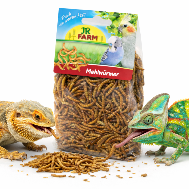 JR FARM Vers de farine – protéine naturelle pour tous les reptiles 25 g | ParrotPlanet.fr
