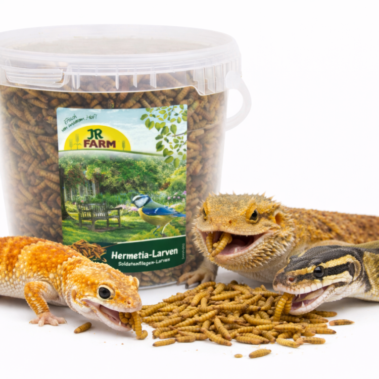 JR FARM Vers de farine séchés pour reptiles – friandise naturelle, 100 % insectes | ParrotPlanet.fr