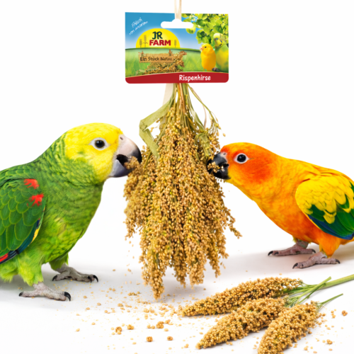 JR FARM Proso rozpierzchłe w kłosach do chrupania dla wszystkich papug 400g od ParrotPlanet.pl
