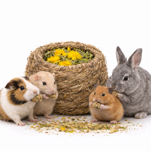 JR FARM Nid au Pissenlit 130 g | Boule naturelle de foin pour rongeurs et lapins par ParrotPlanet.fr