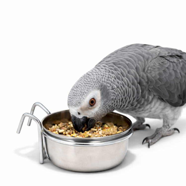 Zolux Gamelle Suspendue en Acier Inoxydable 0,56 l | Gamelle pour cage pour animaux par ParrotPlanet.fr