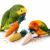 Lot de 3 jouets naturels à mordiller, 10 cm – jouets à tenir dans la patte pour perroquets