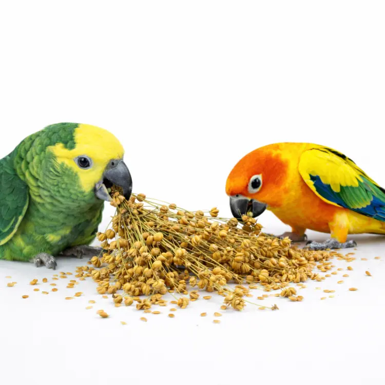 Tivo Len w kłosach do chrupania dla wszystkich papug 80g od ParrotPlanet.pl