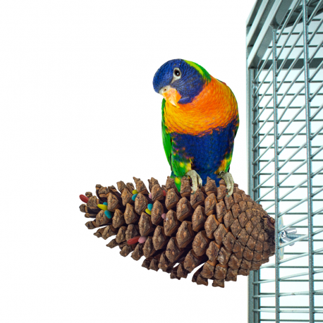SzySzunia - żerdź, bądź zabawka dla papug od ParrotPlanet.pl