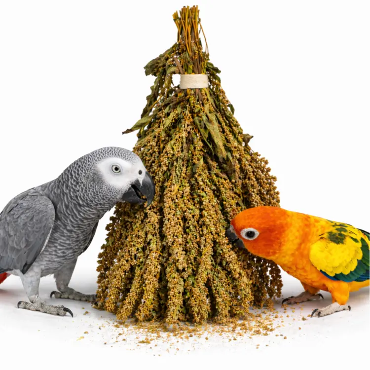 TIVO Amarante en grappes à grignoter pour tous les perroquets 80g ParrotPlanet.fr