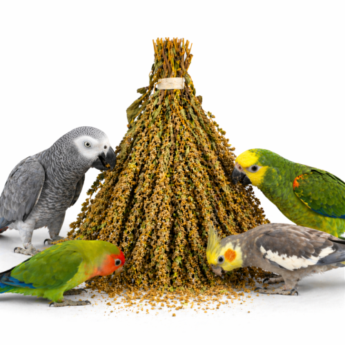 TIVO Amarante en grappes à grignoter pour tous les perroquets 150 g ParrotPlanet.fr