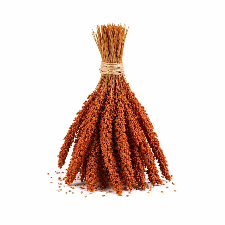 TIVO Spray Millet Red 150 g – millet rouge en grappes pour perroquets et oiseaux exotiques ParrotPlanet.fr