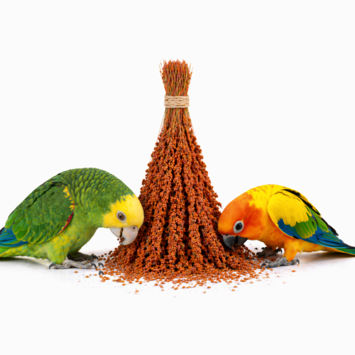 TIVO Spray Millet Red 150 g – millet rouge en grappes pour perroquets et oiseaux exotiques ParrotPlanet.fr