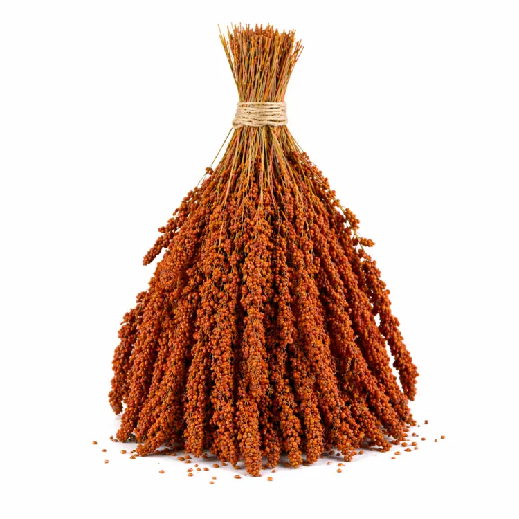 TIVO Spray Millet Red 500 g – millet rouge en grappes pour perroquets et oiseaux exotiques ParrotPlanet.fr