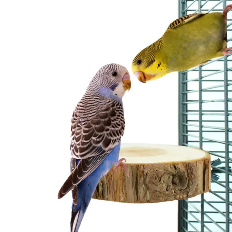 Table ronde en bois pour perroquets S/M – diamètre 10 cm ParrotPlanet.fr