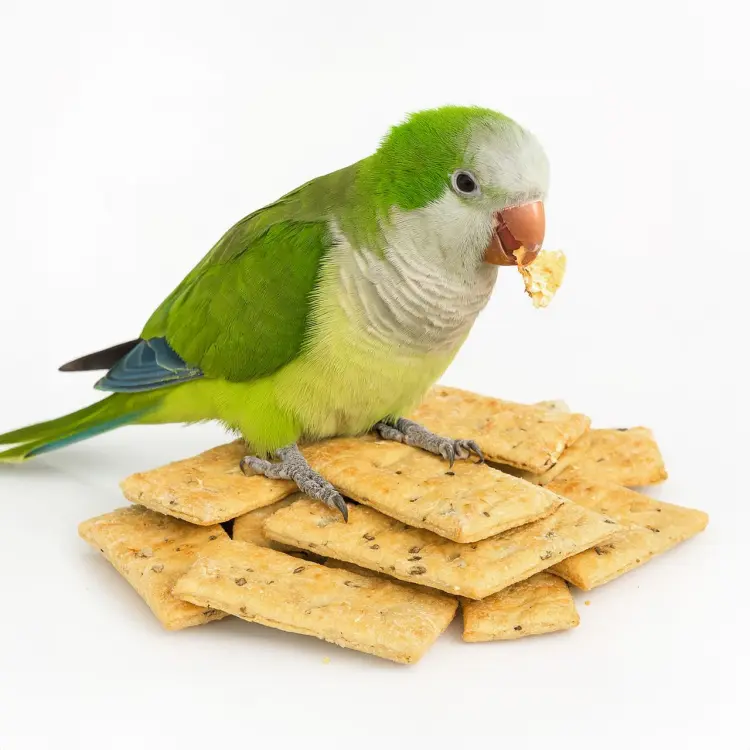 Wagner's DOMOWE Herbatniki dla papug kukurydziane 150g od ParrotPlanet.pl
