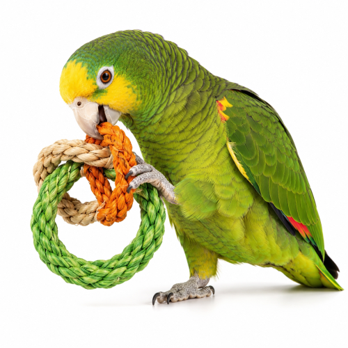 Anneaux à grignoter – jouet naturel pour perroquets ParrotPlanet.fr