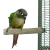 Żerdź do pielęgnacji pazurów S/M 15cm od ParrotPlanet.pl