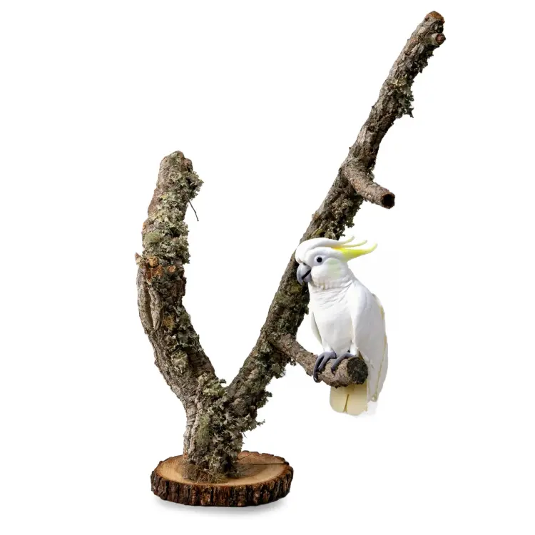 Stojak dla Papug | Drzewko Dąb Korkowy | na stół dla średnich papug | 60 cm od ParrotPlanet.pl