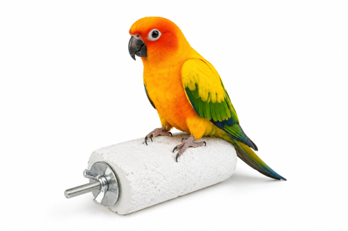 Duvo plus plateforme minérale au calcium pour perroquets – perchoir pour l’entretien du bec et des griffes ParrotPlanet.fr