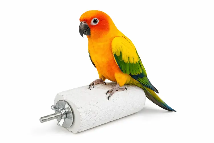 Duvo plus plateforme minérale au calcium pour perroquets – perchoir pour l’entretien du bec et des griffes ParrotPlanet.fr