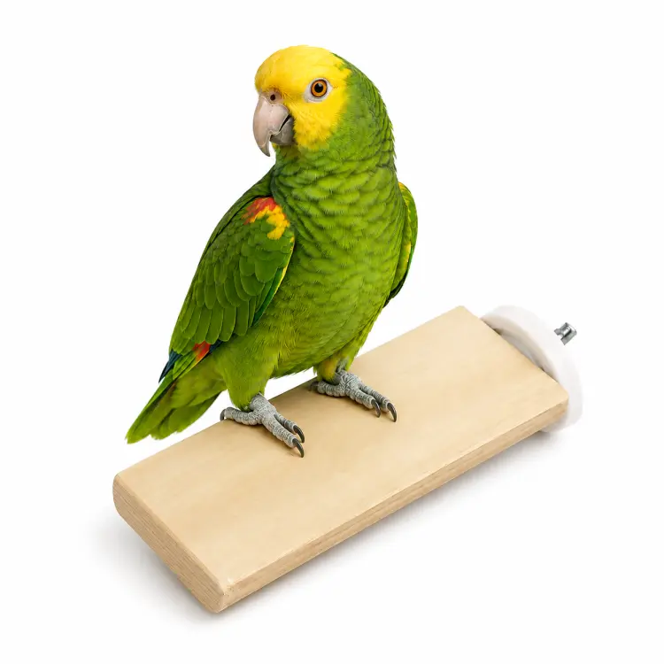 Perchoir plat en bois de Java pour perroquets – taille M 20 cm ParrotPlanet.fr