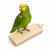 Perchoir plat en bois de Java pour perroquets – taille M 20 cm ParrotPlanet.fr