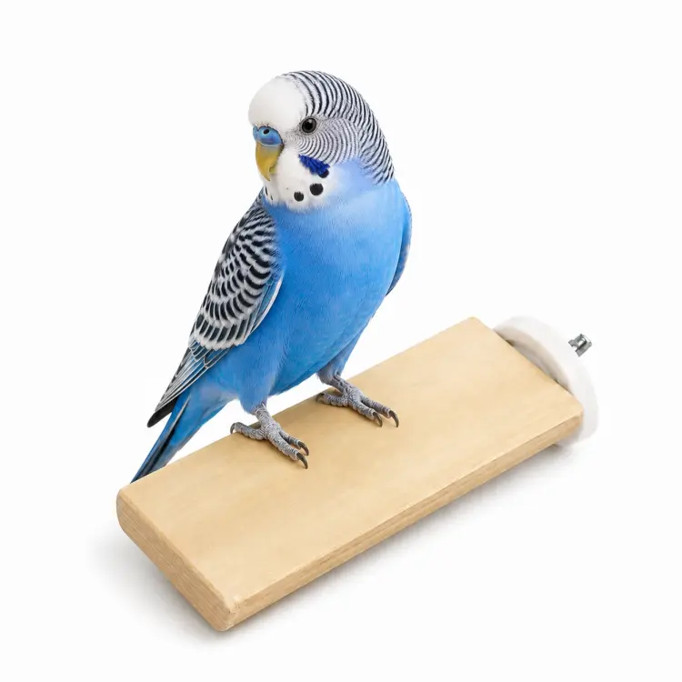 Perchoir plat en bois de Java pour perroquets – 10 cm ParrotPlanet.fr