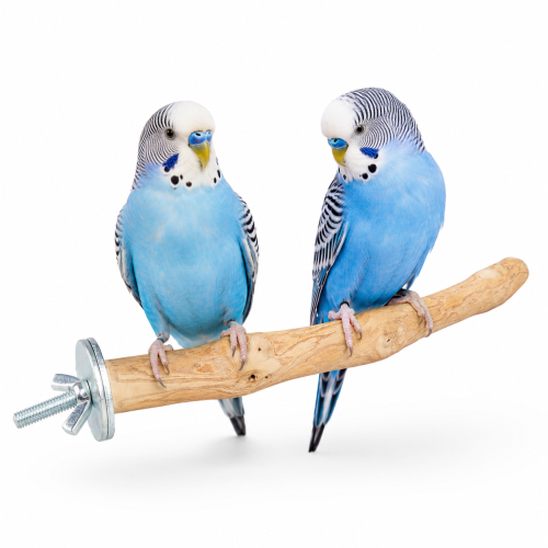 Perchoir Java S pour perroquets – bois naturel de caféier, 20 cm, Ø env. 2 cm ParrotPlanet.fr