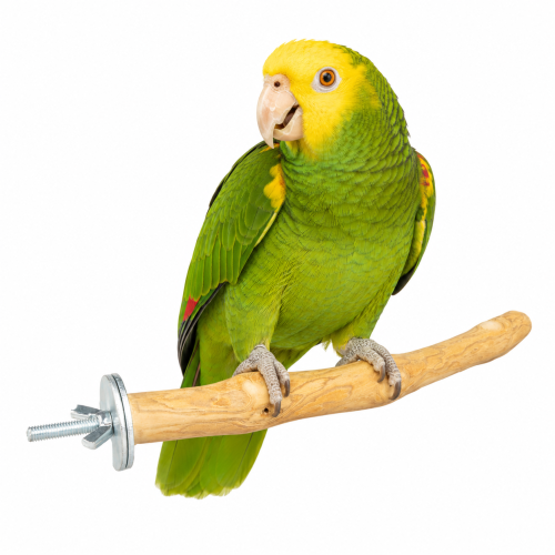 Perchoir Java L pour perroquets moyens et grands – bois naturel de caféier, 40 cm, Ø env. 3 cm ParrotPlanet.fr