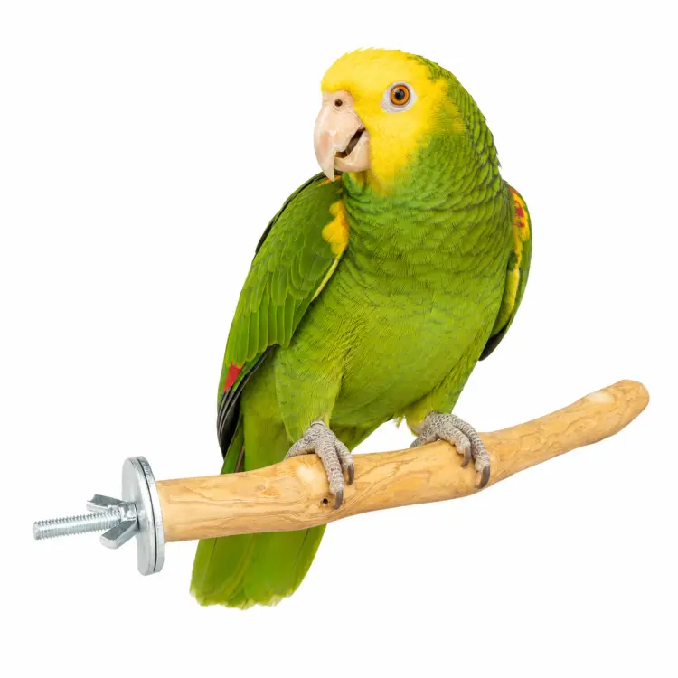 Perchoir Java L pour perroquets moyens et grands – bois naturel de caféier, 40 cm, Ø env. 3 cm ParrotPlanet.fr