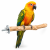 Perchoir Java M pour perroquets – bois naturel de caféier, 30 cm, Ø env. 3 cm ParrotPlanet.fr