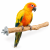 Perchoir Java M pour perroquets – bois naturel de caféier, 30 cm, Ø env. 3 cm ParrotPlanet.fr