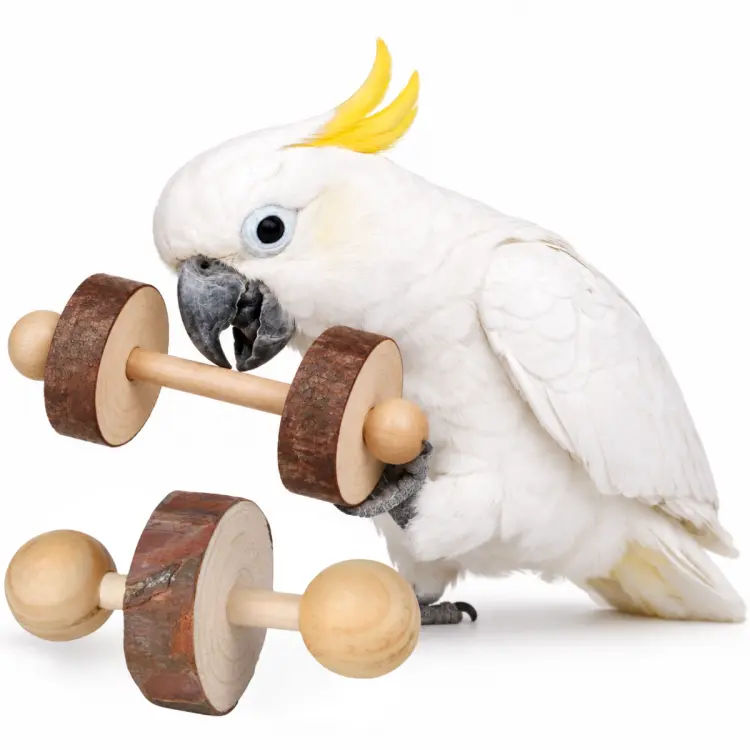 Mini haltères naturelles – jouet à tenir dans la patte pour perroquets – 2 pièces ParrotPlanet.fr
