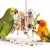 Crazy Acrylic Box S – Jouet de Foraging Réutilisable pour Calopsittes et Petits Perroquets ParrotPlanet.fr
