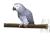 Żerdź z drzewa orzechowego dla dużych i średnich papug 40 x 2,5 cm od ParrotPlanet.pl