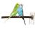 Żerdź dla małych papug z drzewa orzechowego 25 x 1,7 cm od ParrotPlanet.pl