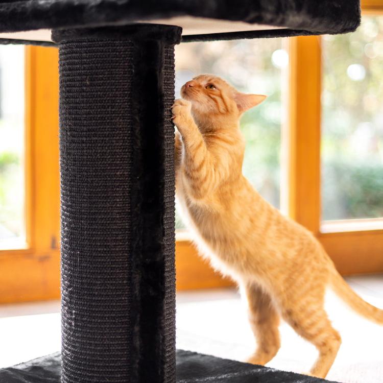 Kolumna Faraona- Drapak, Leżak, Plac zabaw dla Kota Canadian Cat XXL od ParrotPlanet.pl