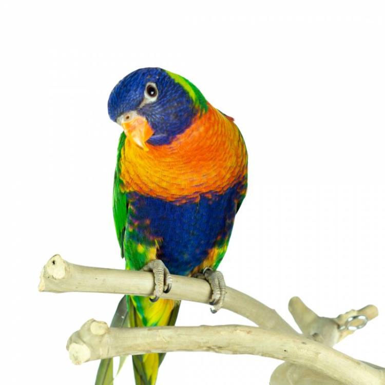 Drzewko JAVA dla papug rozm.M - średnie od ParrotPlanet.pl
