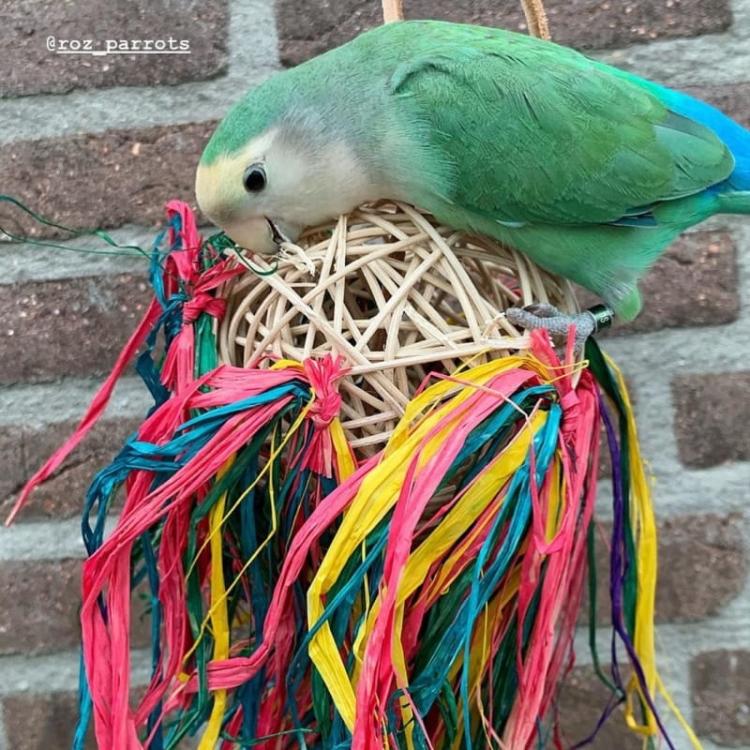 Hawajska Tancereczka - zabawka dla wszytskich PaPug od ParrotPlanet.pl