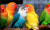 Żerdź natura z korą 1m rozmiar XS - bez mocowania dla małych papug od ParrotPlanet.pl