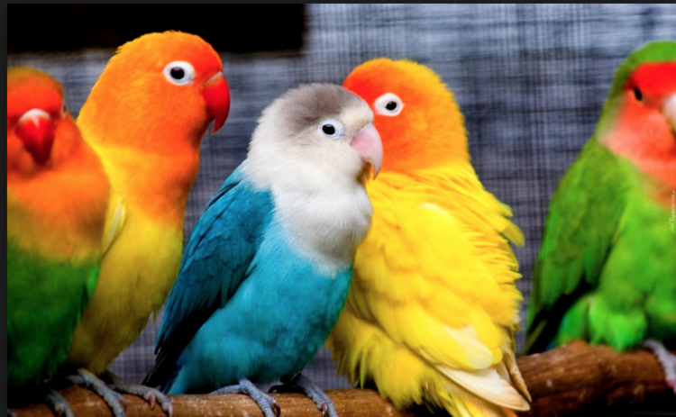 Żerdź natura z korą 1m rozmiar XS - bez mocowania dla małych papug od ParrotPlanet.pl