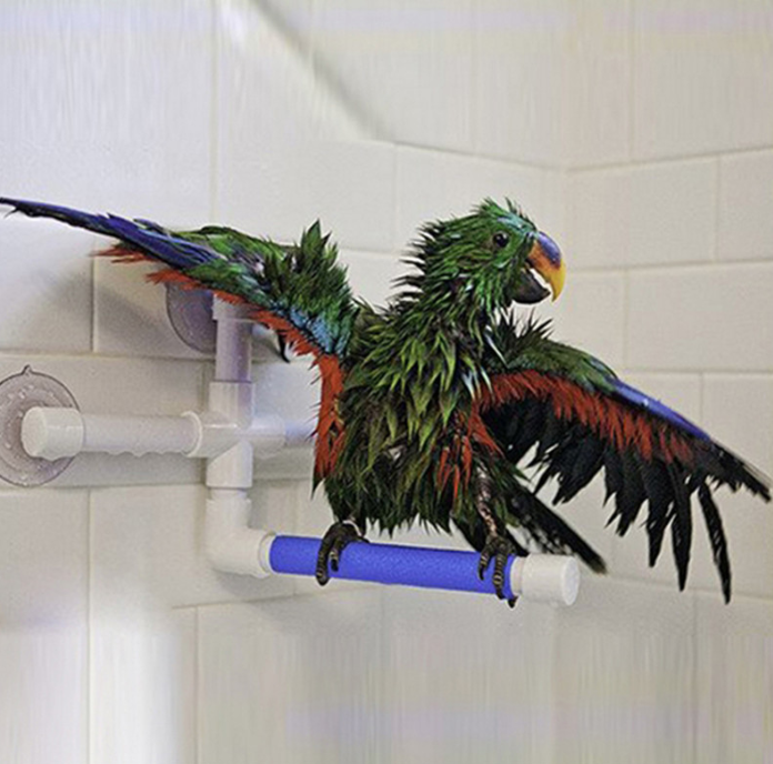 Żerdź pod prysznic L - dla średnich i dużych papug  od ParrotPlanet.pl