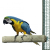 Żerdź do pielęgnacji pazurów ARA 35x6cm od ParrotPlanet.pl