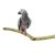 Naturalna żerdź z drewna tekowego dla wszystkich PaPug 100 cm średnica od 2,5 do 5 cm od ParrotPlanet.pl