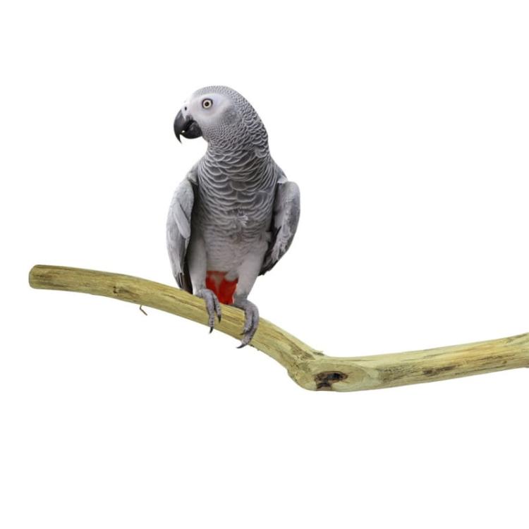 Naturalna żerdź z drewna tekowego dla wszystkich PaPug 100 cm średnica od 2,5 do 5 cm od ParrotPlanet.pl